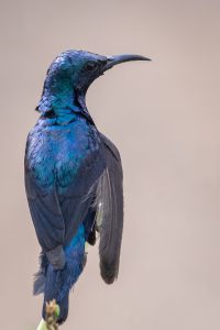 The purple sunbird is a small bird in the sunbird family. It occurs in parts of the Arabian peninsula and South and Southeast Asia.