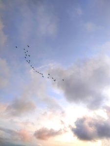 Sky with flying birds