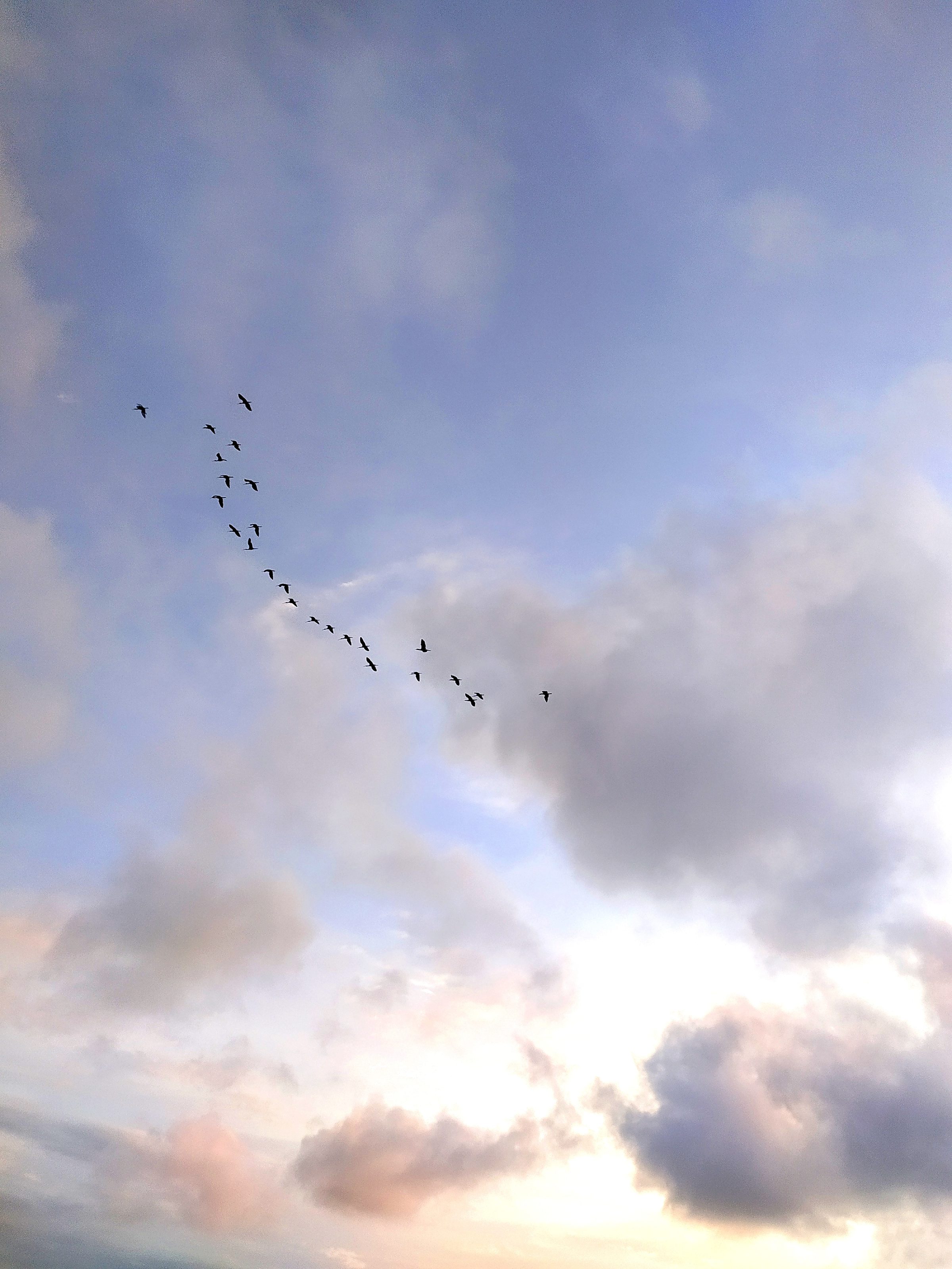 Sky with flying birds