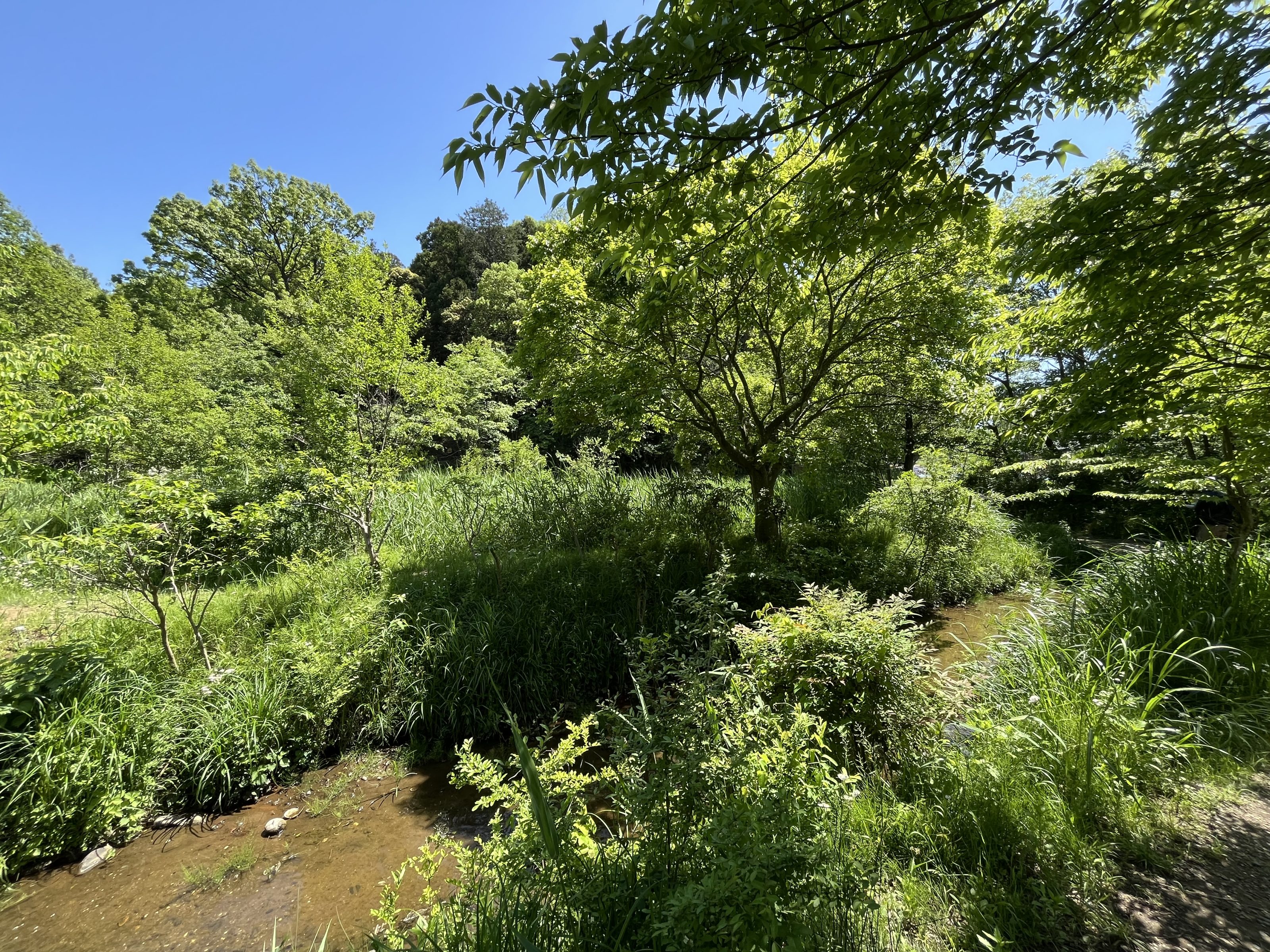 A lush green forest scene with dense trees and bushes surrounding a small, clear stream running through the middle. Sunlight filters through the leaves, casting dappled shadows on the ground. The sky is clear and blue, adding to the serene atmosphere.