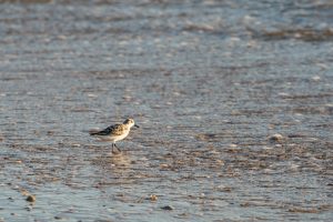 A sandpiper bird walking along a wet sandy shore with ripples and small waves in the background.