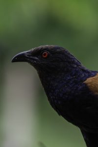 
A close-up image of a Greater coucal bird with dark plumage and a striking orange eye, set against a blurred green background.