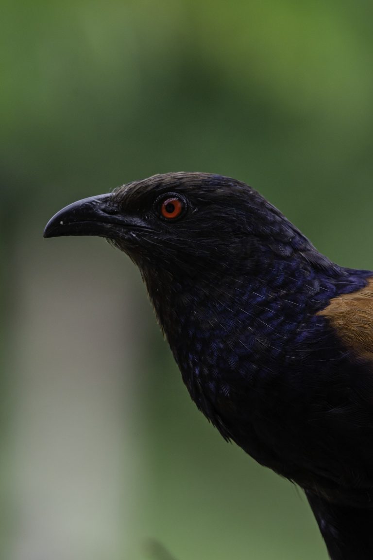 A close-up image of a Greater coucal bird with dark plumage and a striking orange eye, set against a blurred green background.