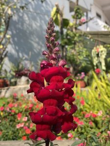 A vibrant red snapdragon flower blooming in a garden setting, surrounded by various other flowers and green plants. The background features a blurred view of a building and additional foliage, creating a colorful and lively outdoor scene.