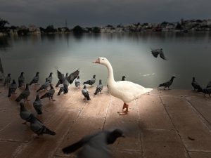 A white goose stands on a lakeside promenade surrounded by several pigeons. 
