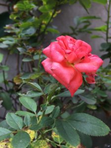 A close-up of a blooming pink rose with vibrant petals and green leaves, set against a blurred background of foliage.