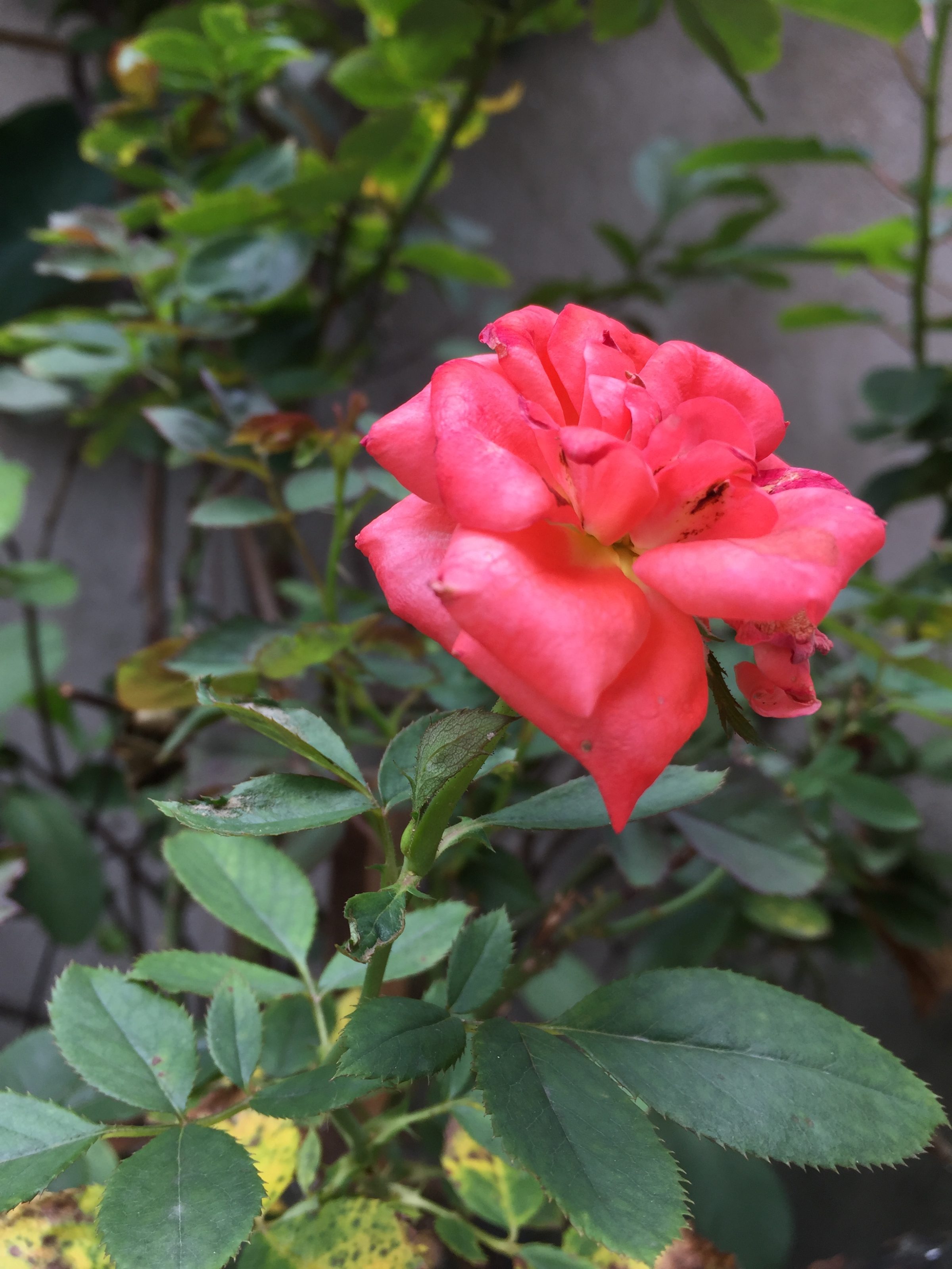 A close-up of a blooming pink rose with vibrant petals and green leaves, set against a blurred background of foliage.