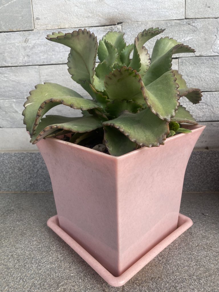 A green succulent plant with wavy, thick leaves placed in a square, light pink pot on a gray stone surface with a textured stone wall in the background.