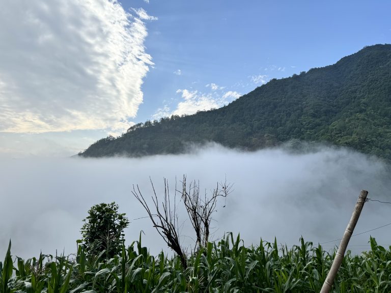 A lush green mountainside partially covered with white mist, under a blue sky with scattered clouds. In the foreground, there are tall plants with some wooden stakes.