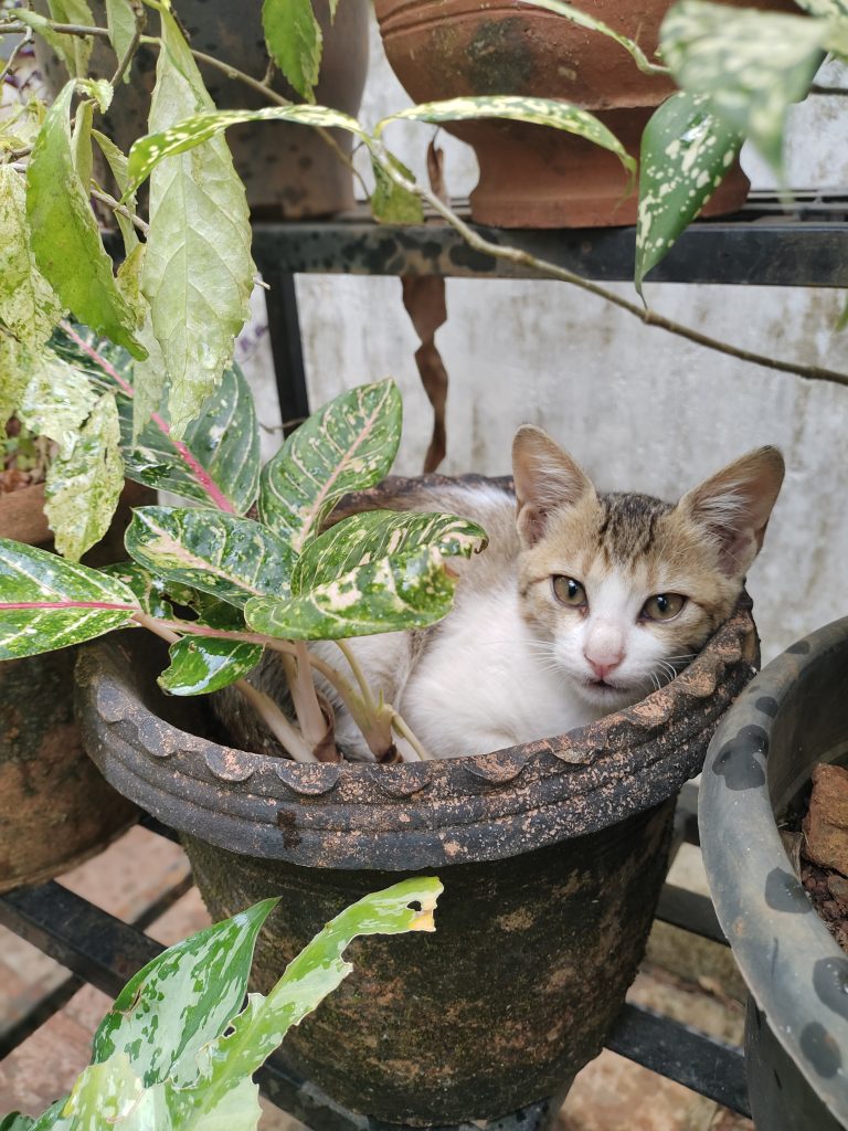 A kitten nestled comfortably within a terracotta pot, surrounded by lush greenery.