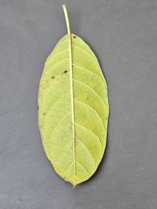 Close up of a green fallen leaf.