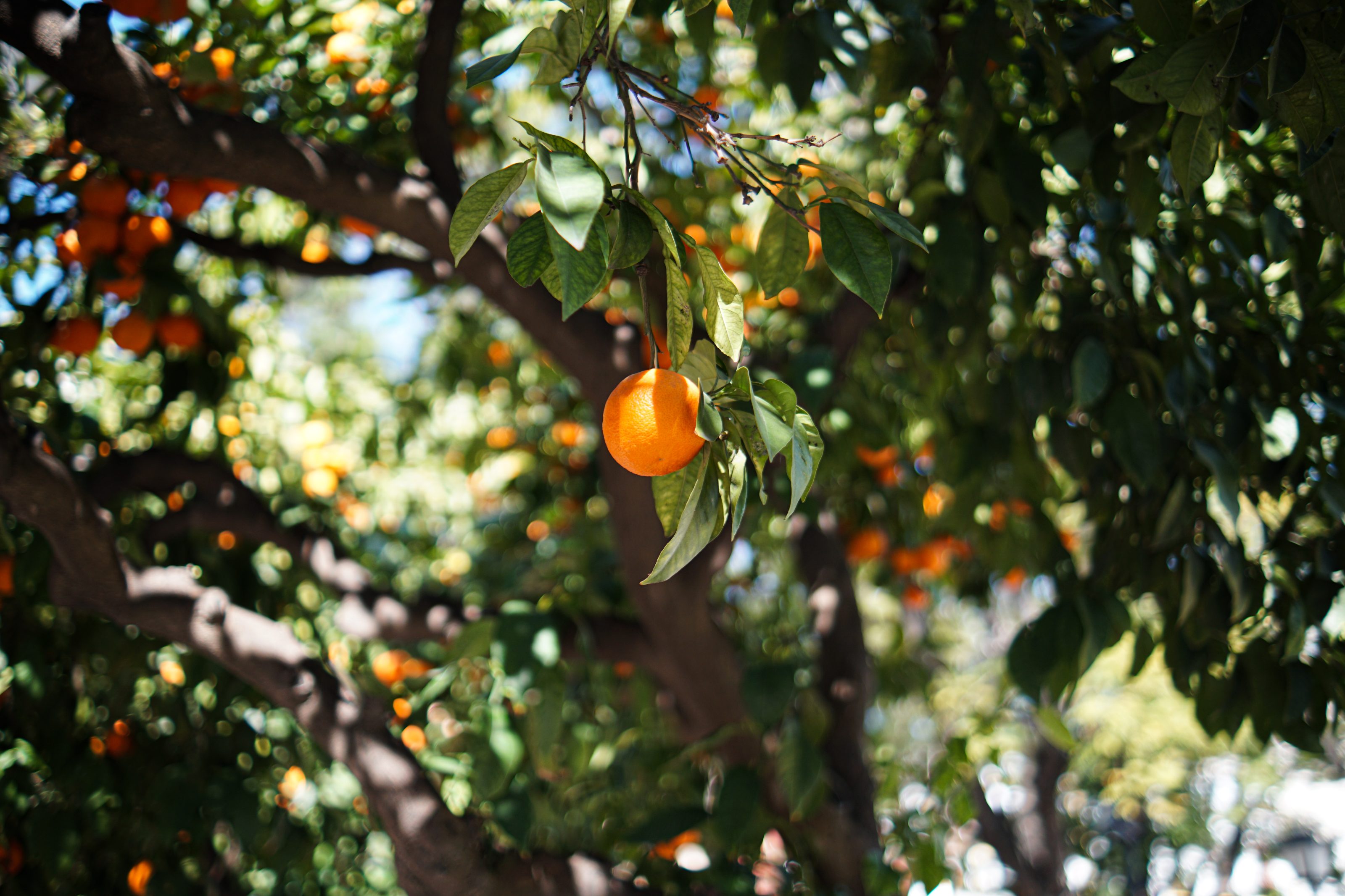 A single orange hanging from a tree surrounded by green leaves, with more oranges visible in the blurred background.