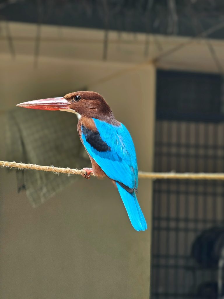 Close up of a White throated Kingfisher bird from our neighbourhood. Kozhikode, Kerala.