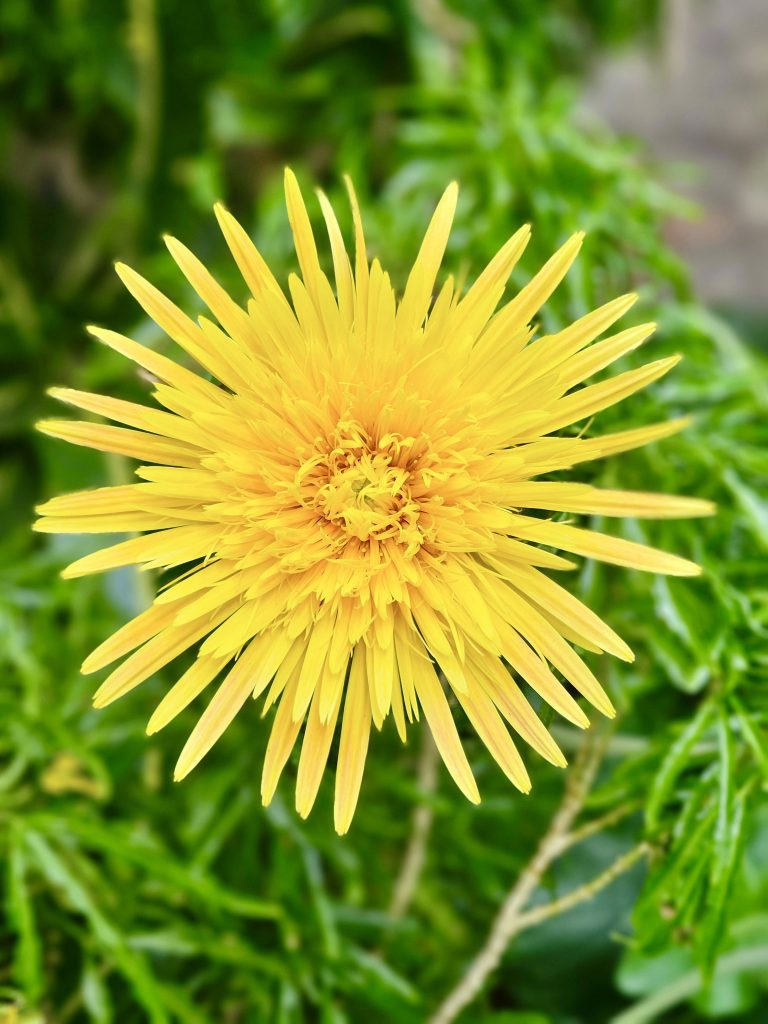 Close up of a yellow colour dandelion in full bloom.