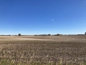 The edge of an Alberta wheat field after harvest under a clear blue sky with a few small high altitude clouds. 