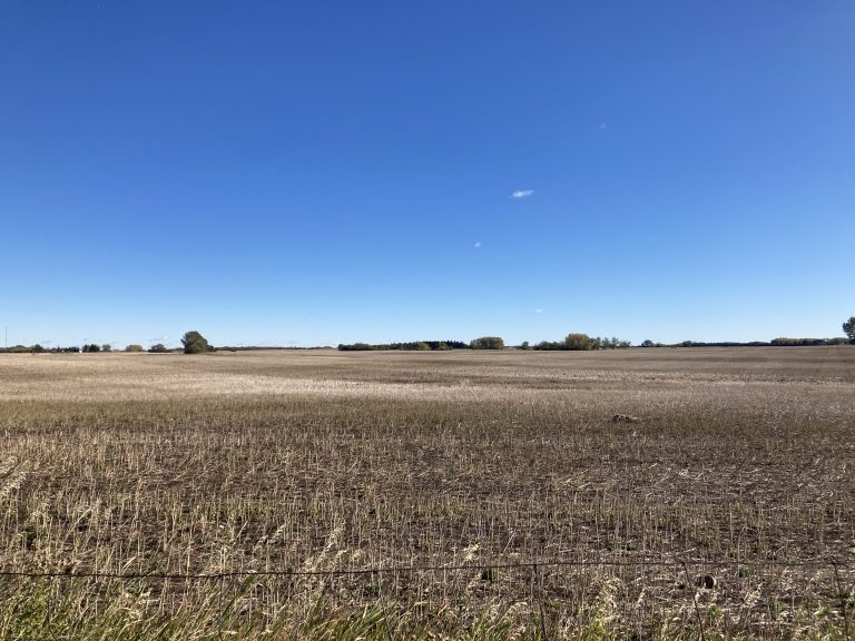 The edge of an Alberta wheat field after harvest under a clear blue sky with a few small high altitude clouds.