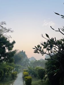 A serene pathway lined with neatly trimmed shrubs and lush greenery leads into the distance.