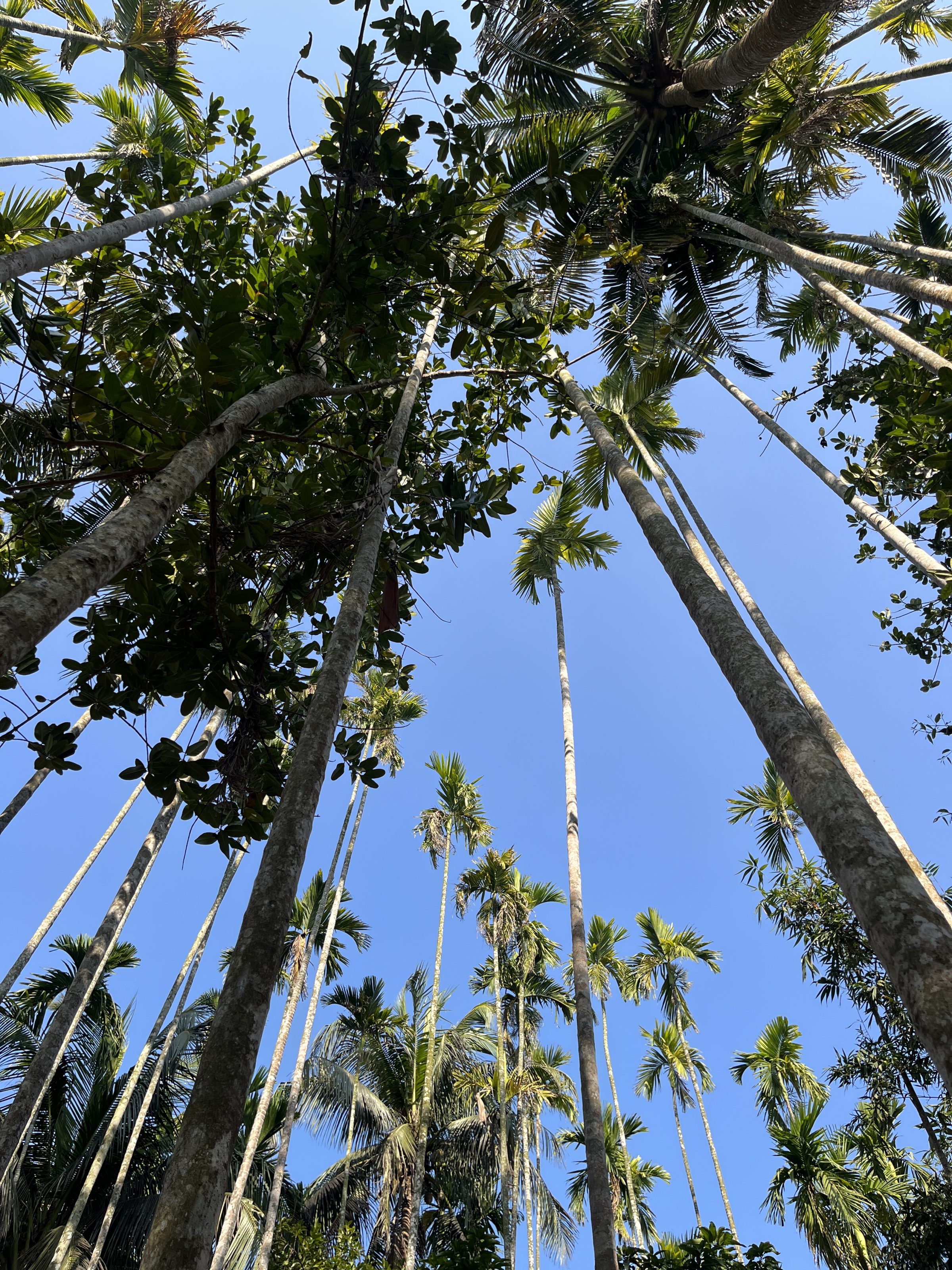 A view looking up at tall palm trees with long trunks and green foliage against a clear blue sky.