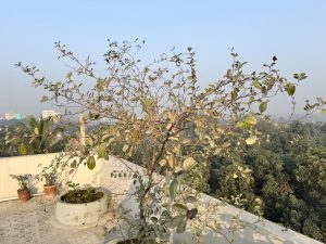 A plum tree growing in a round concrete planter on a rooftop terrace, with yellowing leaves and city buildings visible in the misty morning background.
