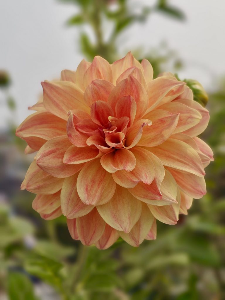 Close up of a yellow and orange mixture colour dahlia flower.