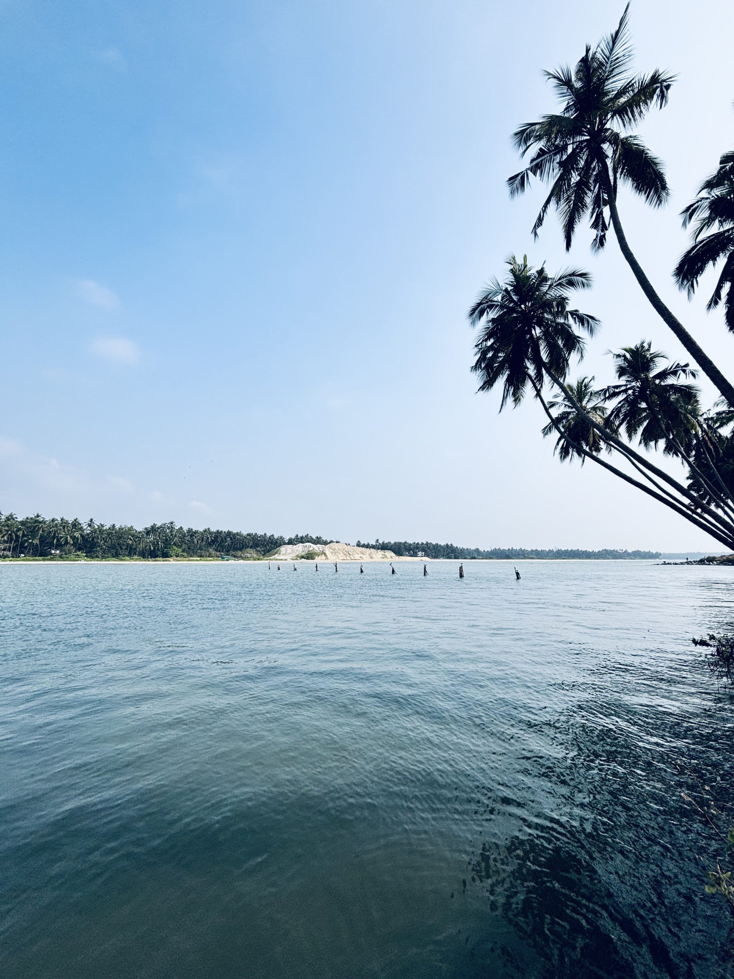 A scenic view of a calm body of water with a distant shoreline lined with dense palm trees. In the foreground, several tall palm trees lean over the water against a clear blue sky.