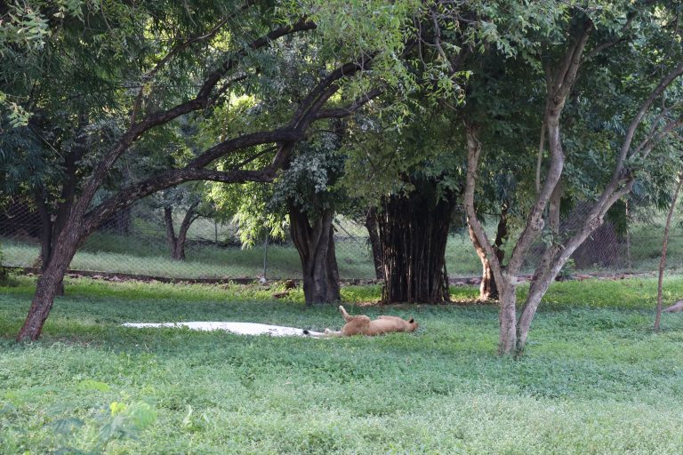 A lion lying on lush green grass beneath a canopy of trees.