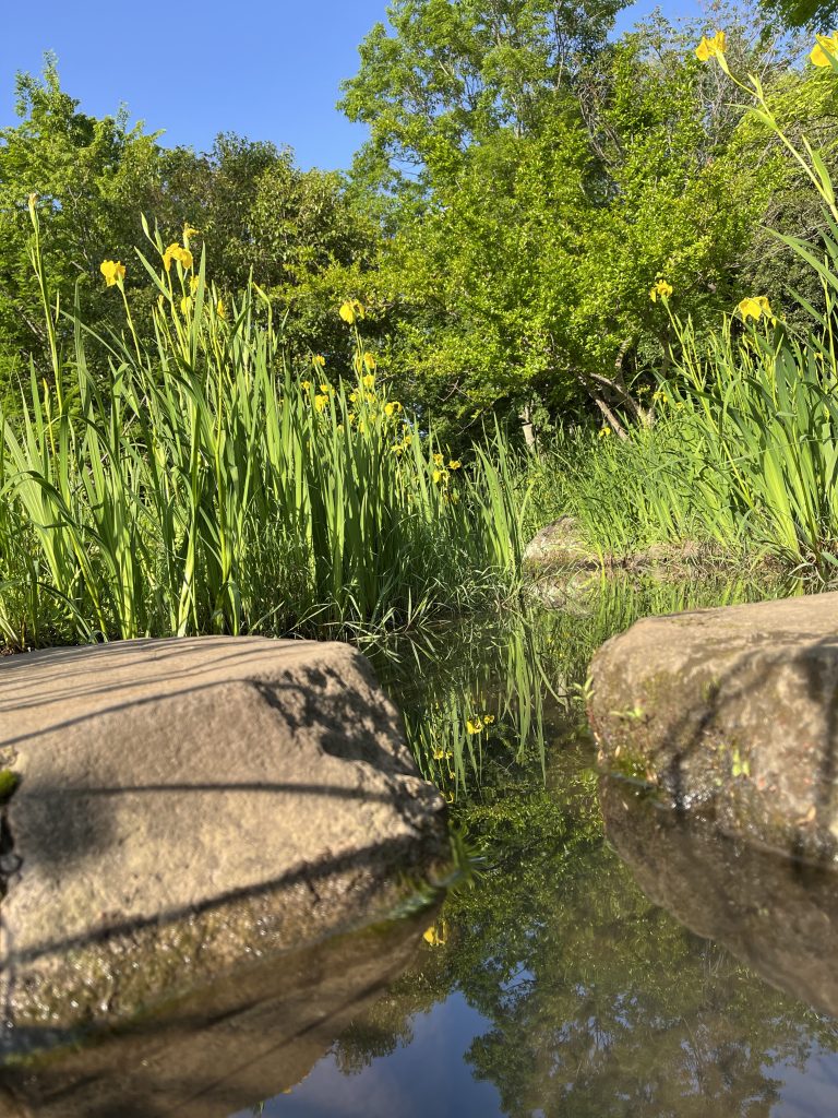 A tranquil scene of a small pond surrounded by tall green grasses and yellow flowers, with large rocks in the foreground. The water reflects the clear blue sky and lush green trees in the background.