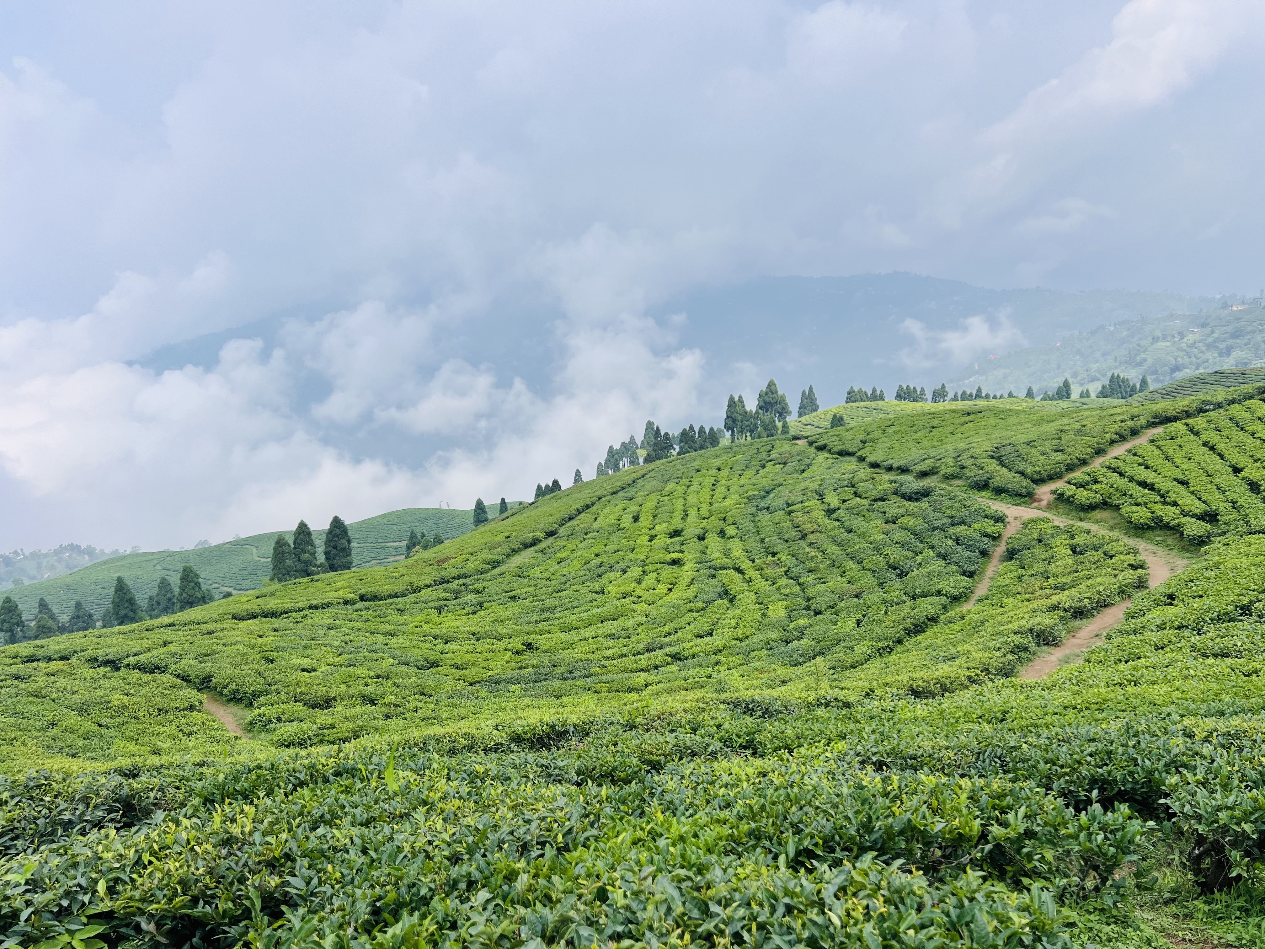A lush green tea plantation on rolling hills under a cloudy sky, with rows of tea plants and scattered trees in the distance.