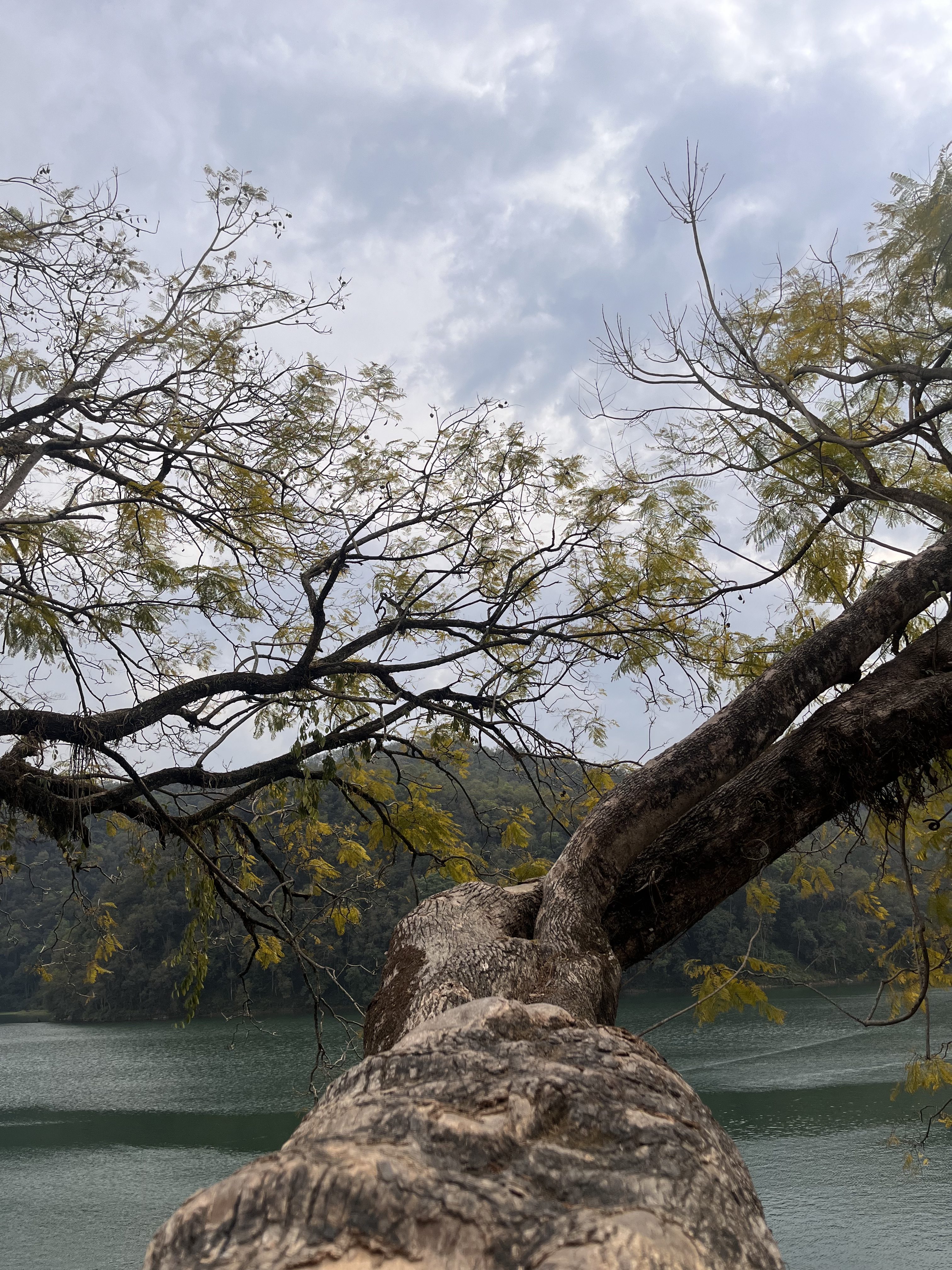 A view from a large tree branch extending out toward a lake, with sparse leaves and a cloudy sky above. The background shows a lush, forested hillside meeting the water.