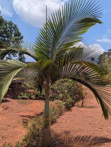 A young palm tree with lush green fronds standing in a dry, reddish-brown soil area. The background includes a clear blue sky with scattered white clouds and some greenery.