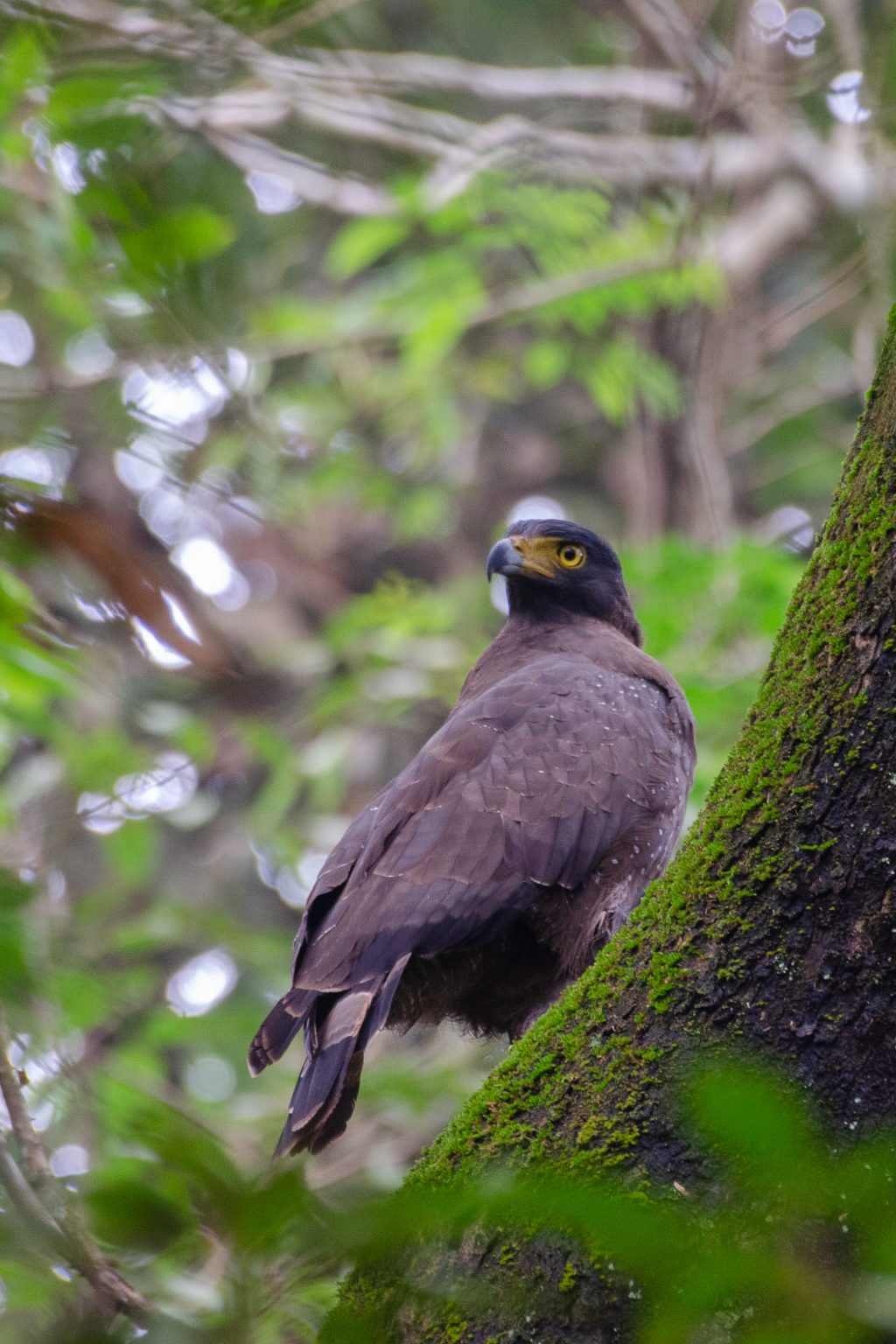 Crested Serpent Eagle, A bird of prey with yellow eyes perched on a tree branch in a lush, green forest setting.