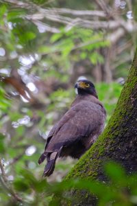 Crested Serpent Eagle, A bird of prey with yellow eyes perched on a tree branch in a lush, green forest setting.