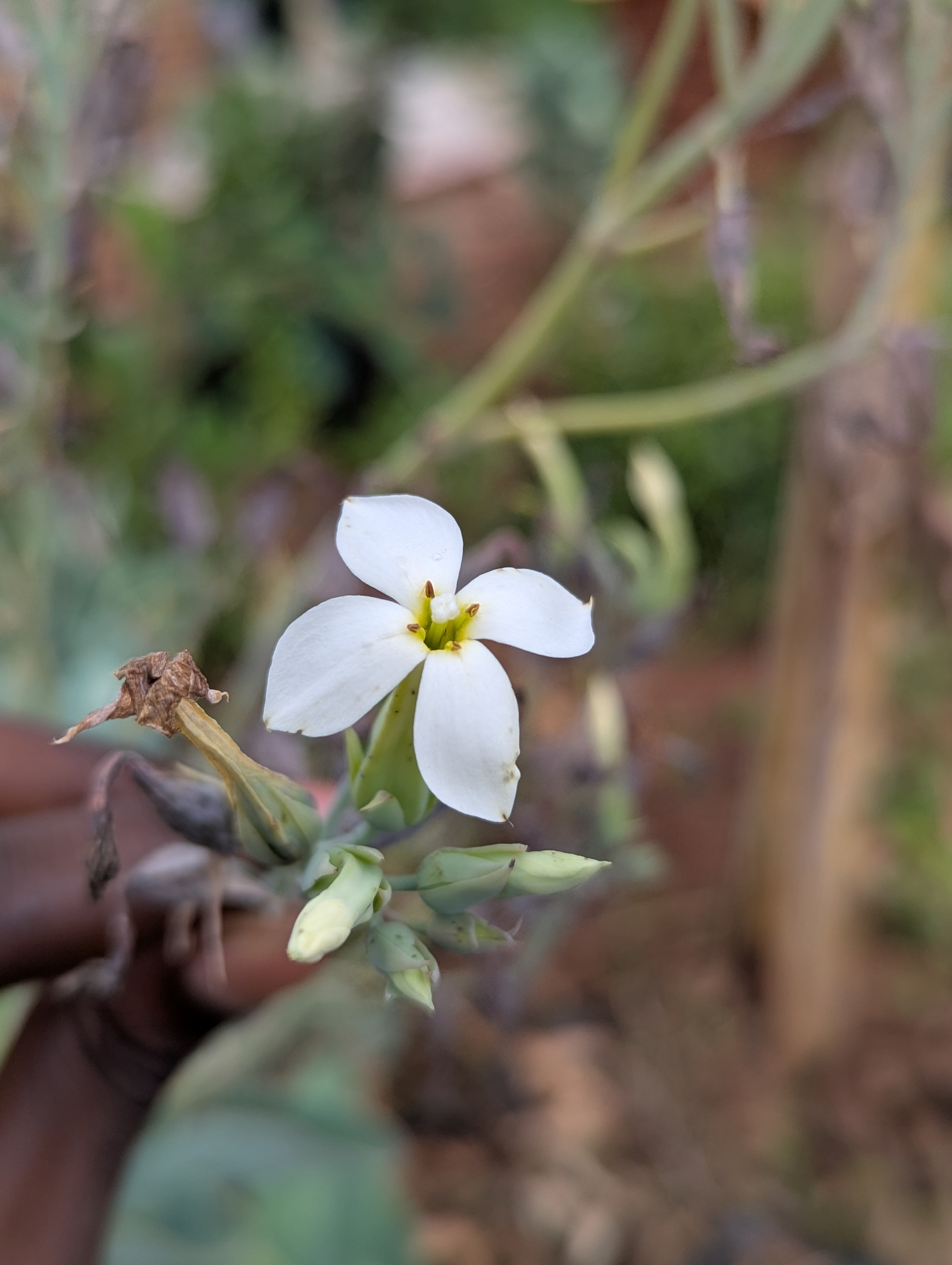 A close-up of a white kalanchoe flower with four petals and a yellow center, surrounded by green buds and blurred foliage in the background.