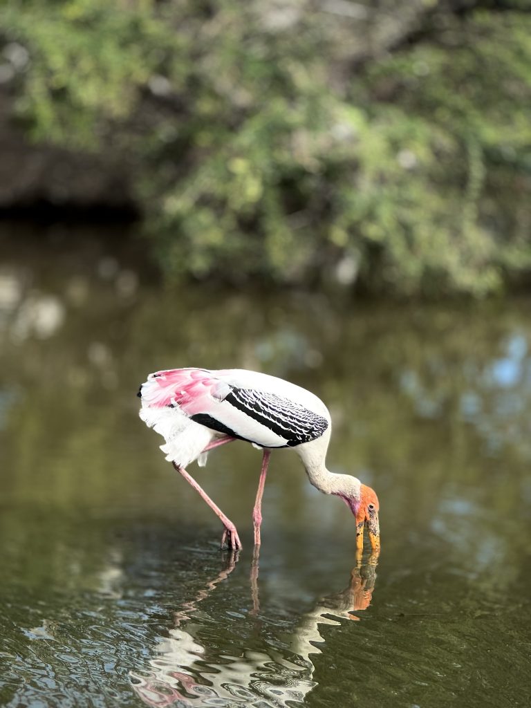 A large bird with a colorful plumage of white, black, and pink, and an orange head and long beak is wading in shallow water, with its head submerged. The background features blurred green foliage.