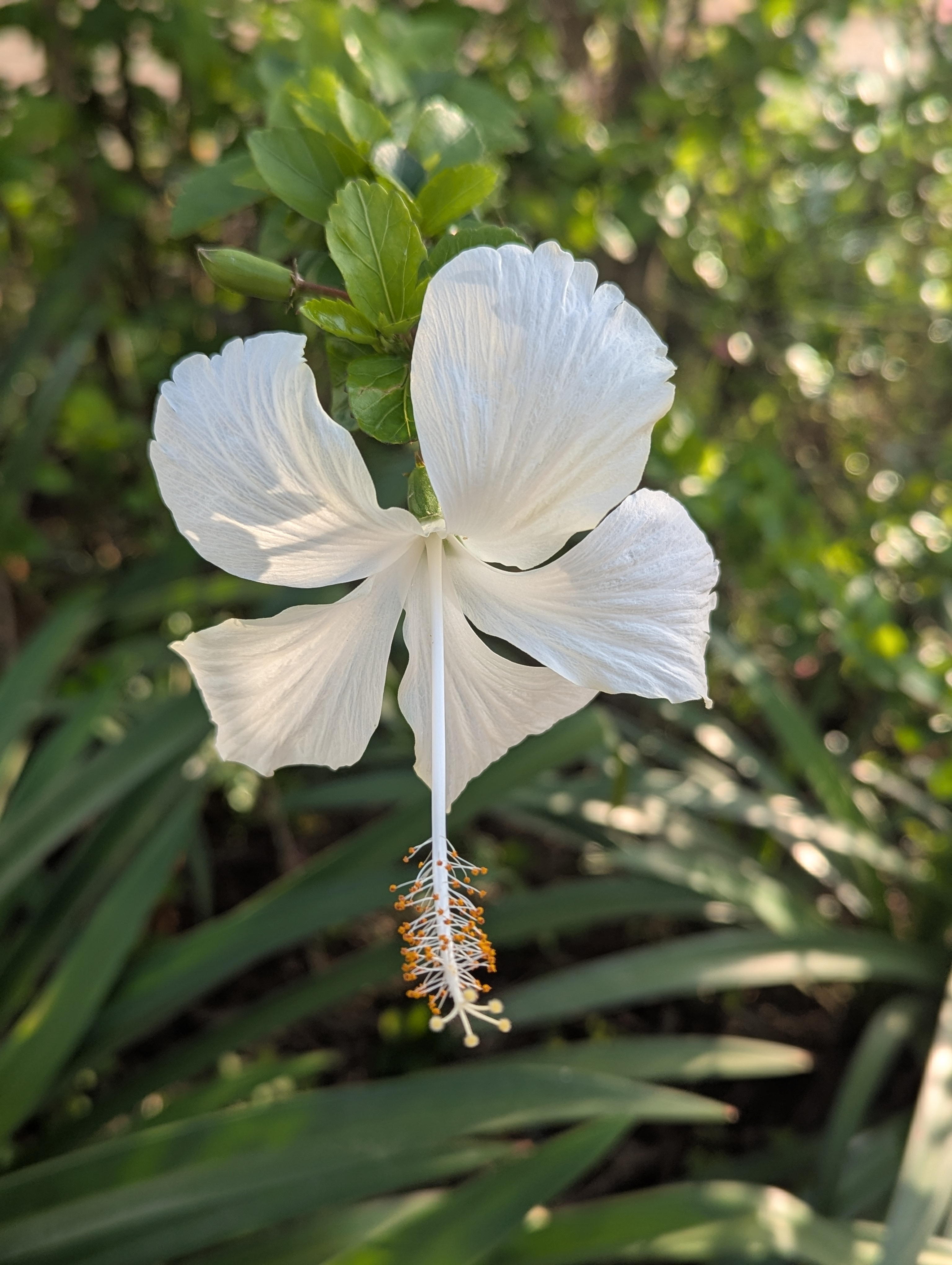 A close-up view of a white hibiscus flower in full bloom, with green foliage in the background, illuminated by soft sunlight.