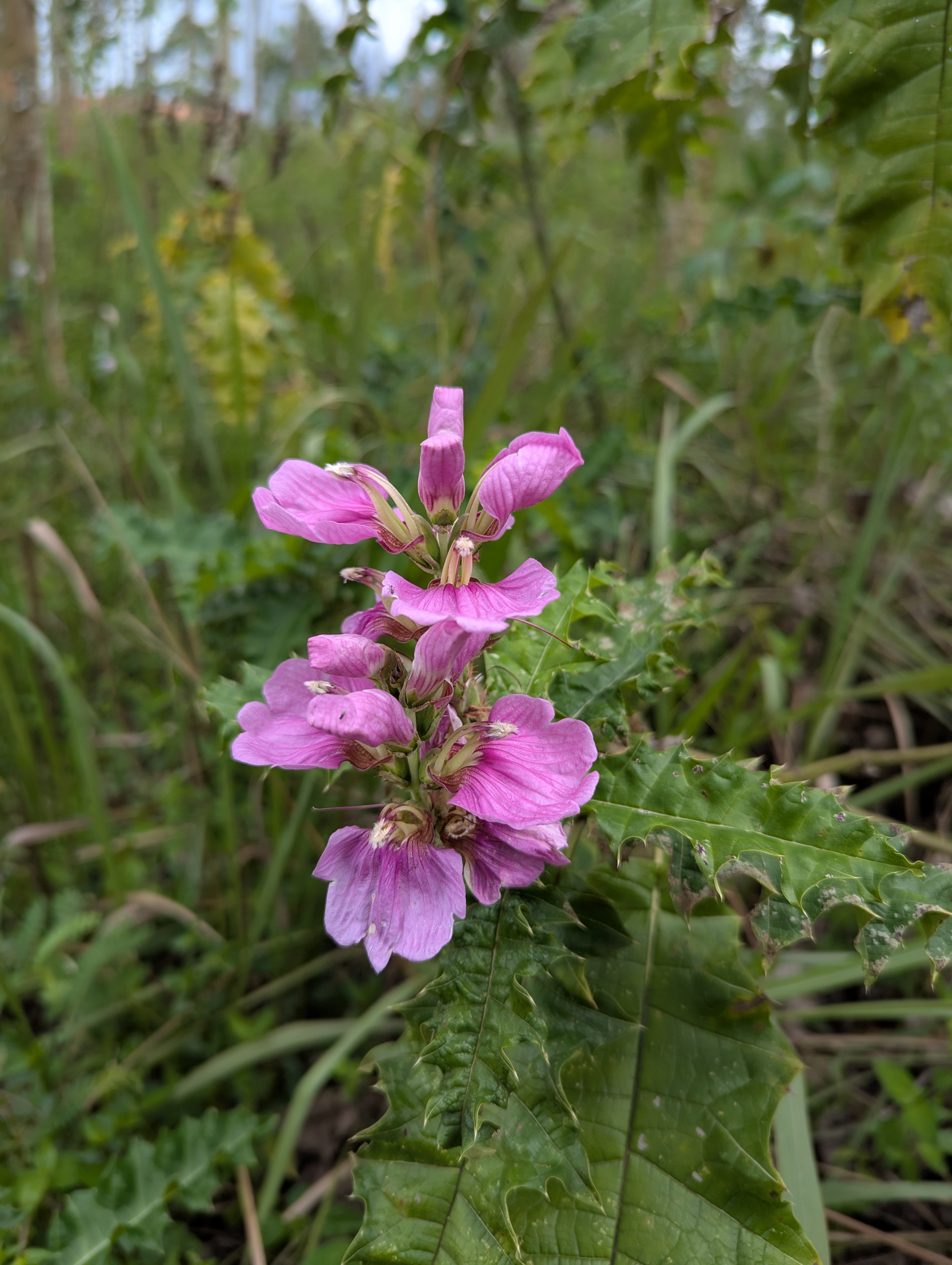 A close-up of a pink rattle wildflower with multiple blooms and textured leaves, set against a blurred background of green foliage.