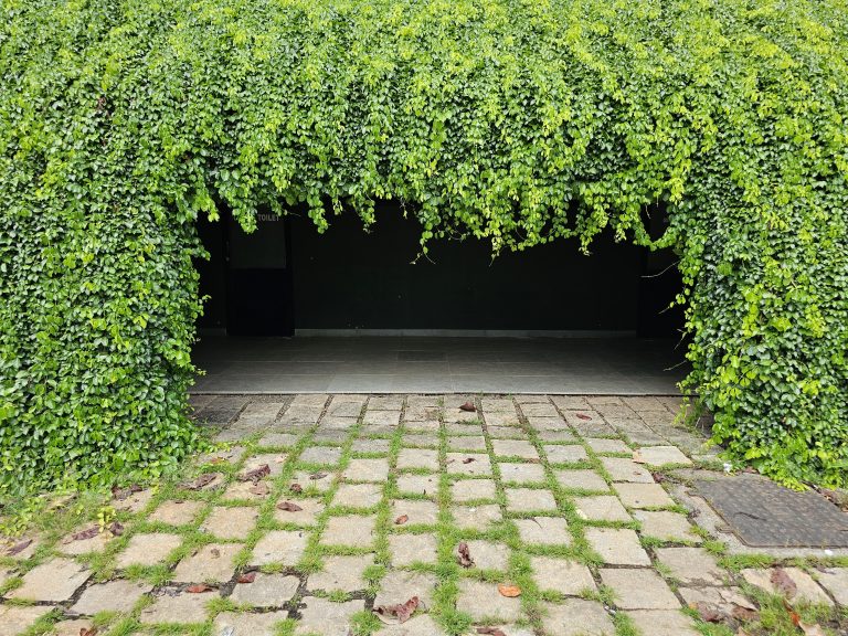 A passage or entrance covered in lush green Boston ivy (or similar climbing plant, possibly Hedera helix) forming a natural archway. The foliage completely surrounds the opening, creating a vibrant green frame.