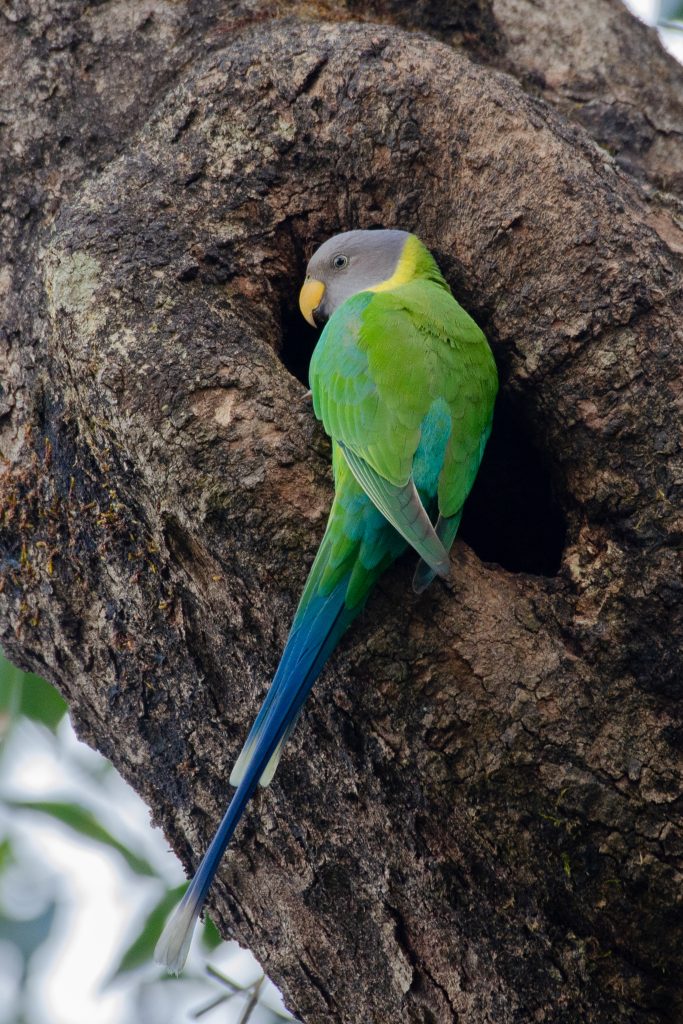 A Plum Headed Parakeet female with green and blue feathers sitting at the entrance of a tree hollow.