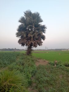 A tall palm tree stands in a grassy field with agricultural land in the background under a clear sky.
