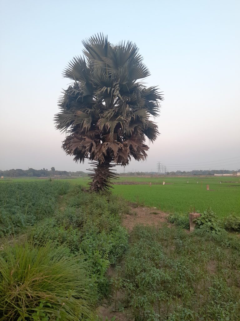 A tall palm tree stands in a grassy field with agricultural land in the background under a clear sky.