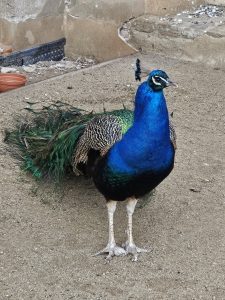 A vibrant Indian peafowl standing on a sandy surface. The peacock's bright blue neck and chest contrast with its patterned back and green-tinged tail feathers.