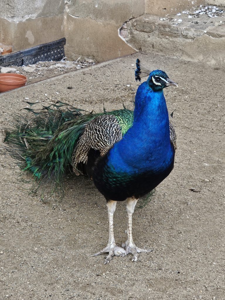 A vibrant Indian peafowl standing on a sandy surface. The peacock’s bright blue neck and chest contrast with its patterned back and green-tinged tail feathers.