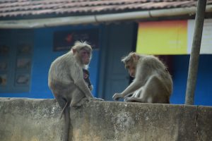 Two monkeys sitting on a concrete ledge, one holding a baby monkey. The background features a blue building with a yellow and red sign.