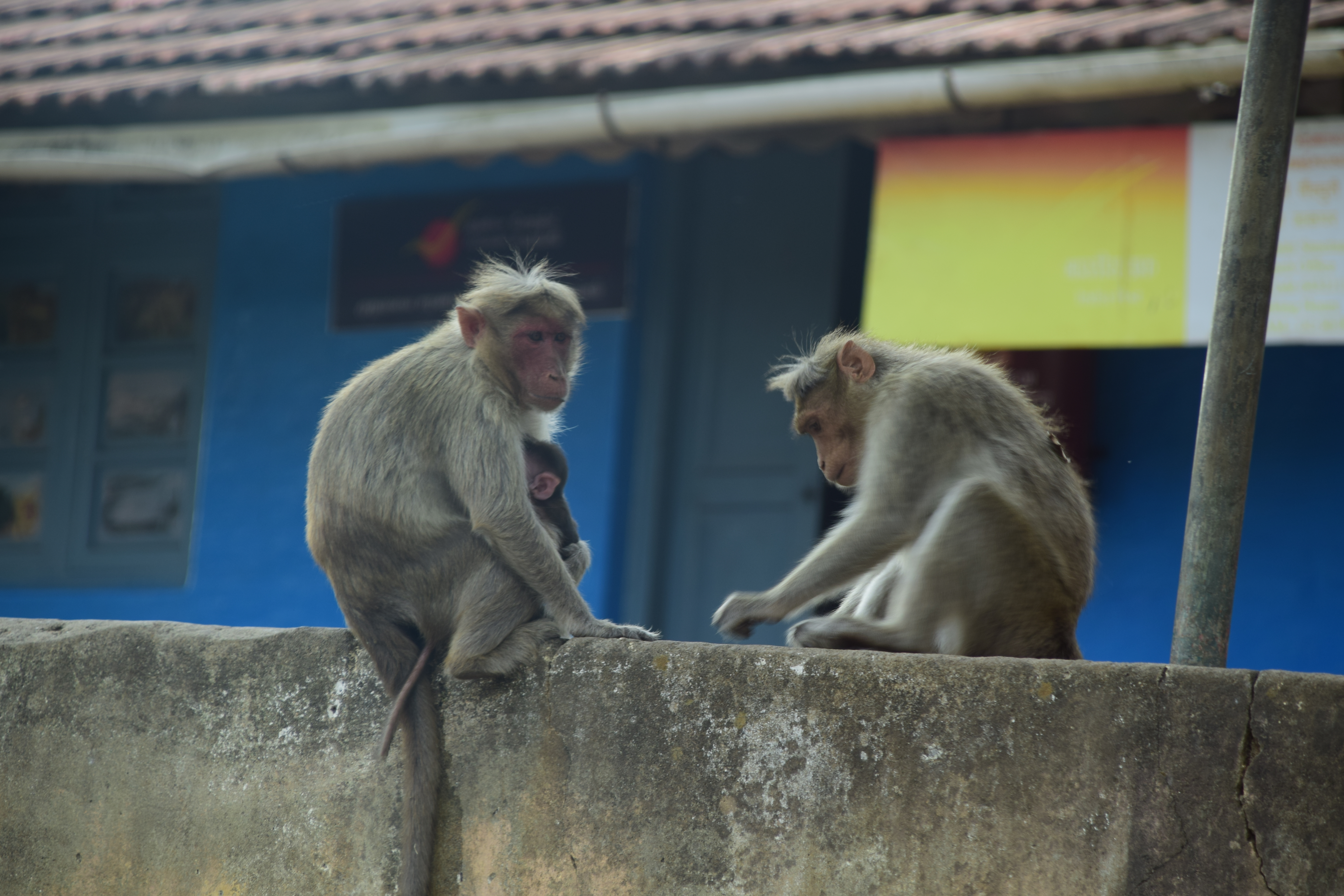 Two monkeys sitting on a concrete ledge, one holding a baby monkey. The background features a blue building with a yellow and red sign.