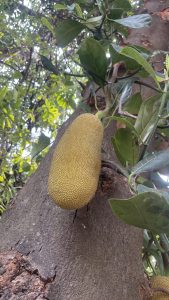 A jackfruit hanging from a tree surrounded by large green leaves.