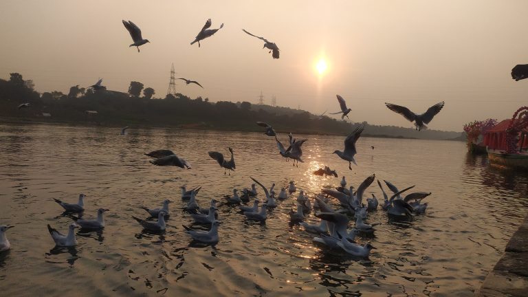 As the sun sets over the tranquil waters, seagulls dance in the evening glow, painting a picture of peace and freedom.