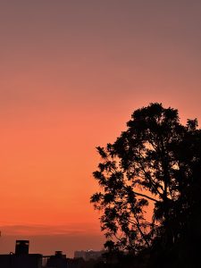 A silhouette of a tree against a vibrant orange and pink sunset sky, with the roofs of buildings visible in the foreground.