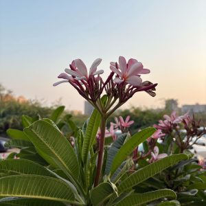 Pink and white plumeria flowers with elongated green leaves in the foreground, set against a backdrop of a hazy sky and distant cityscape.
