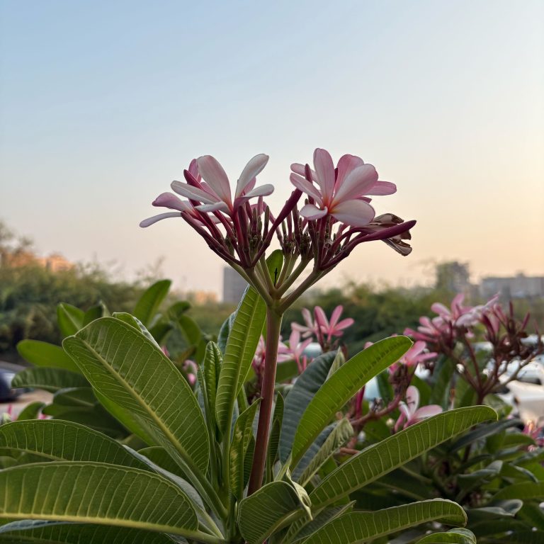 Pink and white plumeria flowers with elongated green leaves in the foreground, set against a backdrop of a hazy sky and distant cityscape.