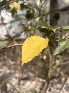A close-up of a yellow leaf on a branch, with green leaves and a blurred background.
